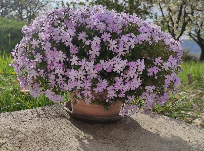 Lejlighed Tramonto Motovun